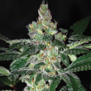 Cannabis Seeds Amnesia Feminised